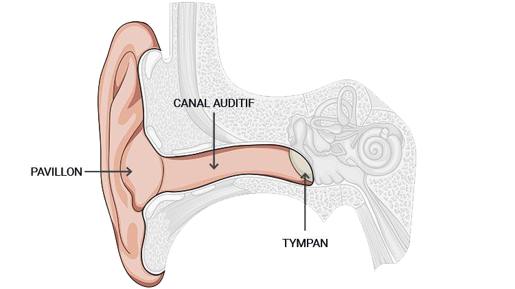 oreille-externe_750