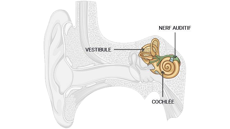 oreille-interne_750